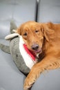 Golden retriever dog smiling and a shark doll in his arms.
