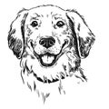 Golden retriever dog, smiling with tongue out. Pen and ink vintage style hand drawn handsome cute dog face portrait. Royalty Free Stock Photo
