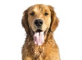 Golden Retriever Dog smiling on white Royalty Free Stock Photo