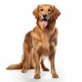 Golden Retriever Dog Standing In Front Of White Background