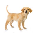 Golden retriever dog standing isolated in white background Royalty Free Stock Photo