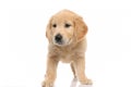 Golden retriever dog standing with no occupation and being bored Royalty Free Stock Photo