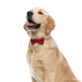 Golden retriever dog sticking his tongue out Royalty Free Stock Photo