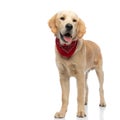 Golden retriever dog sticking his tongue out and feeling happy Royalty Free Stock Photo