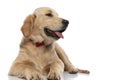 golden retriever dog sticking his tongue out to a side Royalty Free Stock Photo