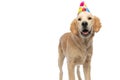 Golden retriever dog sticking out his tongue Royalty Free Stock Photo