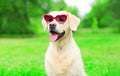 Golden Retriever dog in a sunglasses is sitting on the grass Royalty Free Stock Photo