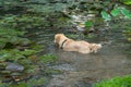 Golden retriever dog swimming in the lotus pond Royalty Free Stock Photo