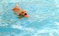 Golden retriever is dog swimming in pool. Royalty Free Stock Photo