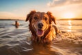 Golden retriever dog swimming in the sea at sunset. Pet training with Generative AI.