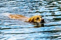 Dog swimming in Stake Lake near Kamloops British Columbia, Canada