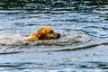 Dog swimming in Stake Lake near Kamloops British Columbia, Canada