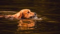 Golden Retriever dog swimming on the water of a lake Royalty Free Stock Photo