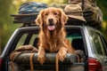 Golden Retriever dog in the trunk of a car. Traveling with a pet, Cute dog at back of car ready for travel, AI Generated Royalty Free Stock Photo