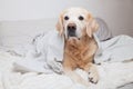 Bored sad golden retriever dog under light gray and white stripped plaid Royalty Free Stock Photo