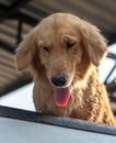 Golden Retriever Dog Face Tongue Royalty Free Stock Photo