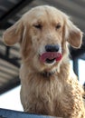 Golden Retriever Dog Face Tongue Royalty Free Stock Photo