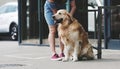 Golden retriever dog waiting owner at street Royalty Free Stock Photo