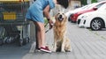 Golden retriever dog waiting owner at street Royalty Free Stock Photo