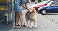 Golden retriever dog waiting owner at street Royalty Free Stock Photo