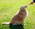 Golden retriever dog waiting for treat Royalty Free Stock Photo