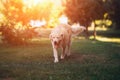 Golden retriever dog walking in the backyard