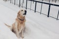 Golden retriever dog walking outdoors on snow after blizzard. Pet sitting on path barking. Animal enjoys weather