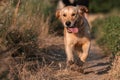 golden retriever dog walking at sunset magical light Royalty Free Stock Photo