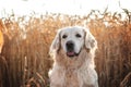 golden retriever dog walking at sunset magical light Royalty Free Stock Photo