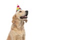 golden retriever dog wearing a birthday hat and celebrating Royalty Free Stock Photo