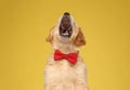 Golden retriever dog wearing bowtie and barking Royalty Free Stock Photo