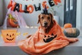 Golden retriever dog wearing a cloak and witch hat. Halloween Dog in a costume Royalty Free Stock Photo