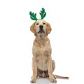 golden retriever dog wearing deer horns, sitting and panting Royalty Free Stock Photo