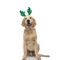 Golden retriever dog wearing deer horns, sticking out his tongue Royalty Free Stock Photo
