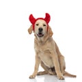 Golden retriever dog wearing devil horns, panting and sitting Royalty Free Stock Photo