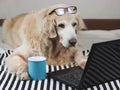 Golden retriever dog wearing eye glasses on head ,lying down on stripe cloth with blue cup of coffee and computer laptop indoor