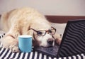 Golden retriever dog wearing eye glasses  lying down with computer laptop and blue cup of coffee Royalty Free Stock Photo