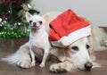 Golden retriever dog wearing red Christmas hat lay down on the floor with white Chihuahua dog with Christmas tree background Royalty Free Stock Photo