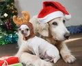 Golden retriever dog wearing red Christmas hat laying down with small white Chihuahua dog wearing reindeer hat lookng to the