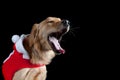 A golden retriever dog wearing a red and white holiday Christmas Santa Suit yawning, isolated on black Royalty Free Stock Photo