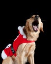 A golden retriever dog wearing a red and white holiday Christmas Santa Suit yawning, isolated on black Royalty Free Stock Photo
