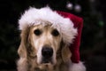 Golden retriever dog wearing Santa hat at Christmas Royalty Free Stock Photo