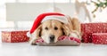 Golden retriever dog in Christmas time Royalty Free Stock Photo