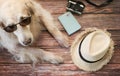 Golden retriever dog wearing sun glasses laying down on wooden floor with travel accessories , hat, camera, passport cover Royalty Free Stock Photo