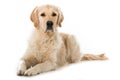 Golden Retriever dog on white background Royalty Free Stock Photo