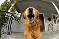 Golden Retriever Dog Yawning Royalty Free Stock Photo