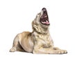 Golden Retriever dog yawning, lying down, isolated on white Royalty Free Stock Photo