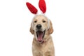 golden retriever dog yawning, wearing bunny ears Royalty Free Stock Photo