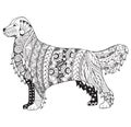 Golden retriever dog zentangle stylized, vector, illustration, f