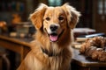 a golden retriever dogs as a student